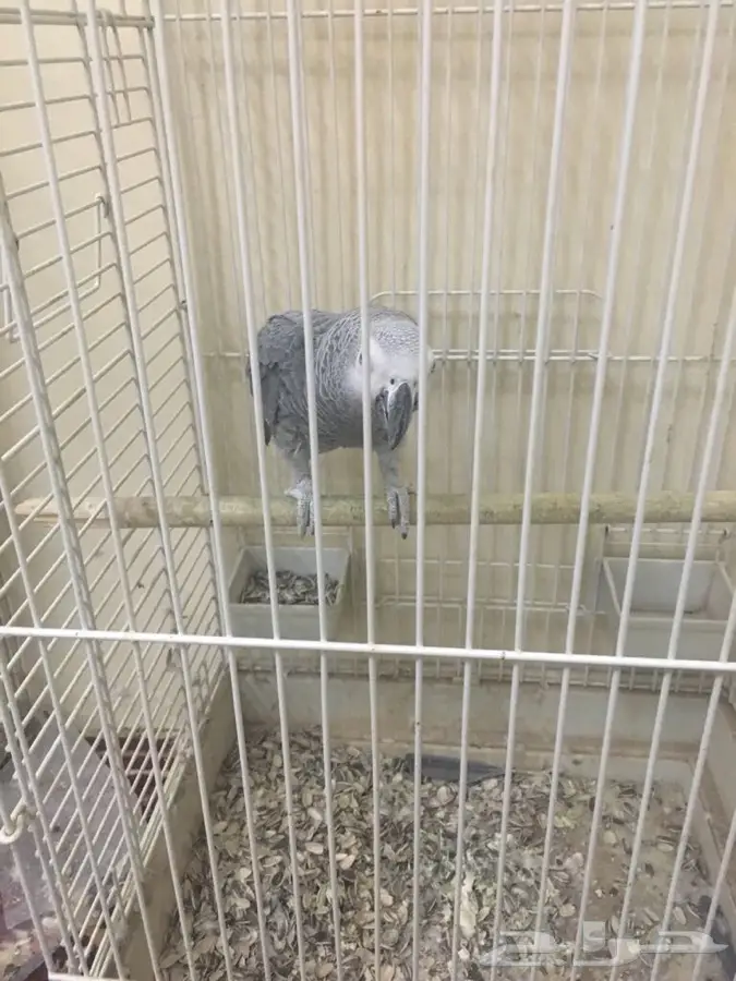 ببغا متكلم  (image 1)