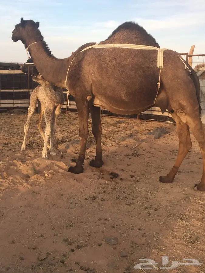 ماشالله (image 4)