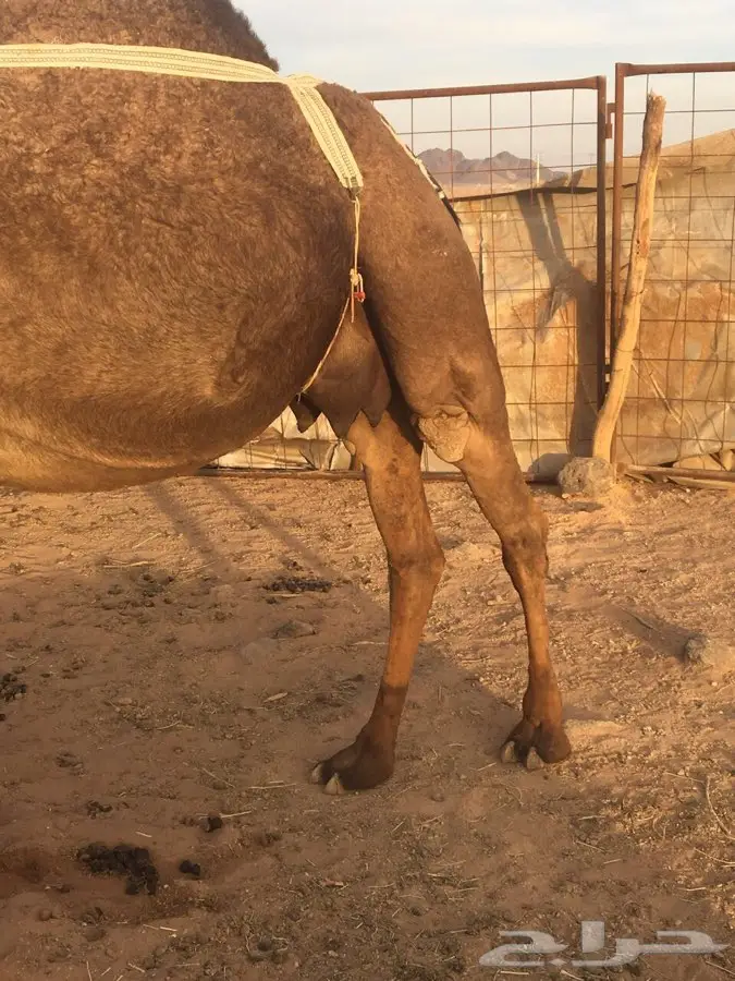 ماشالله (image 5)