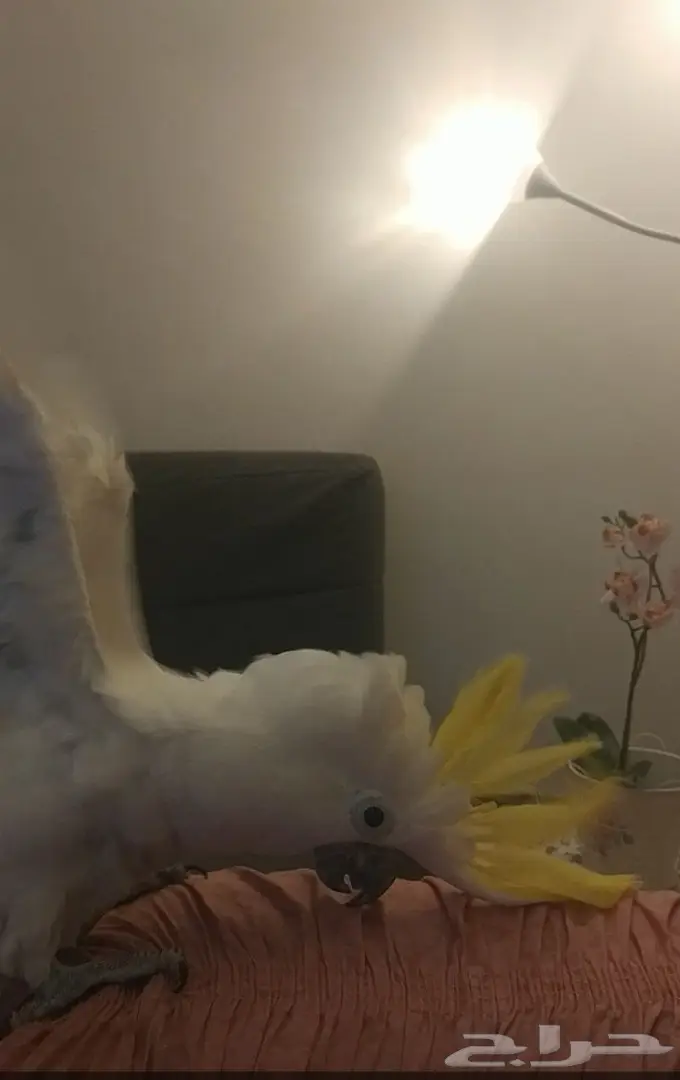 كوكاتو ترايتون متكلم و اليف جدا ويرقص  (image 2)