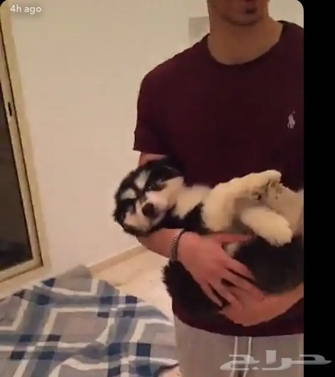 كلب للبيع  (image 3)