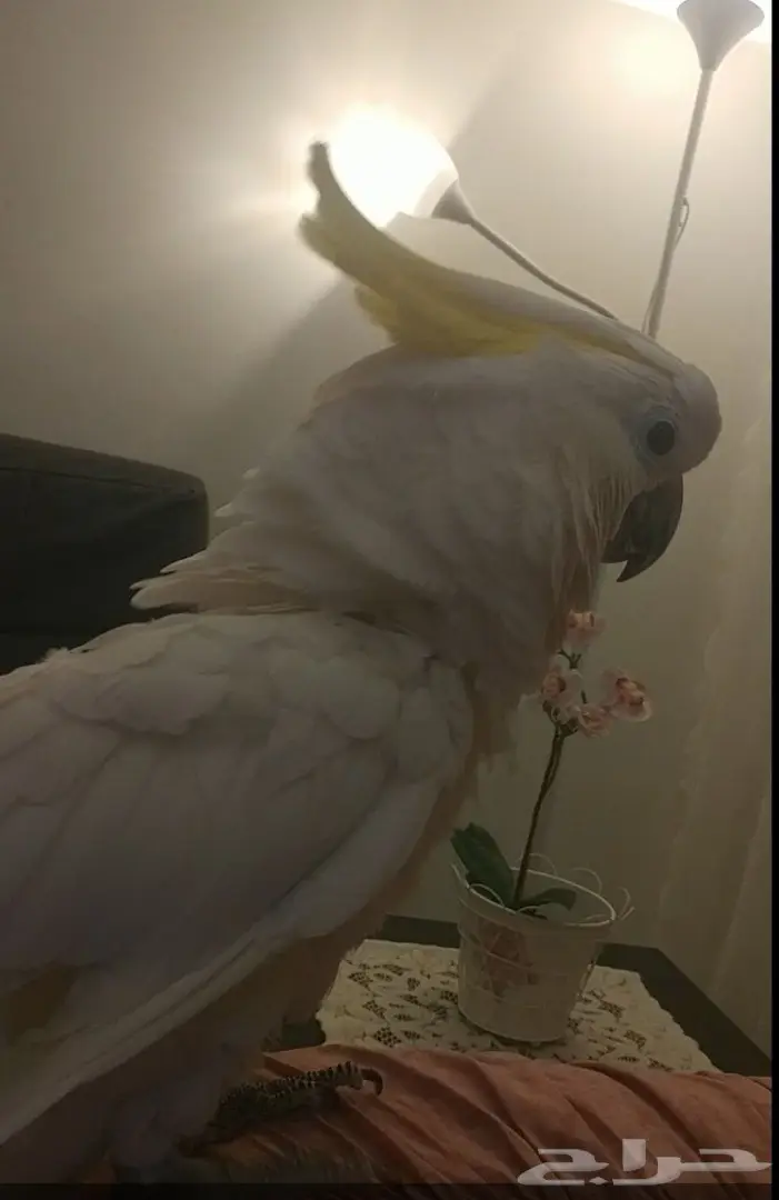 كوكاتو ترايتون متكلم و اليف جدا ويرقص  (image 1)