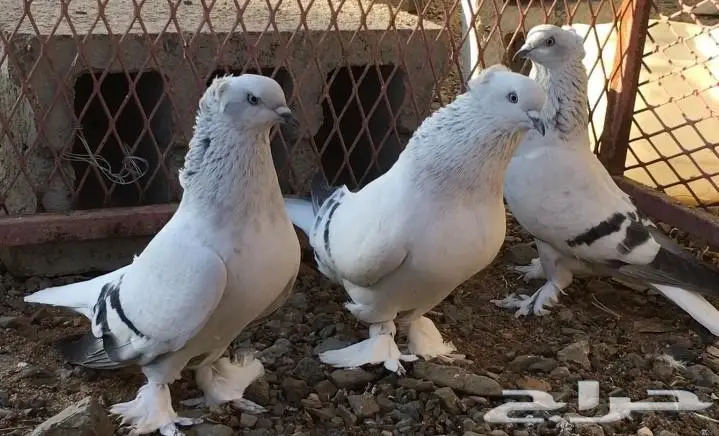 جوز وفرده ثلجيات غرر ملكية مذيلات top (image 1)