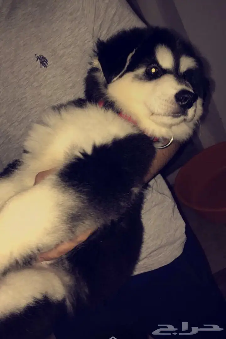 كلب للبيع  (image 2)