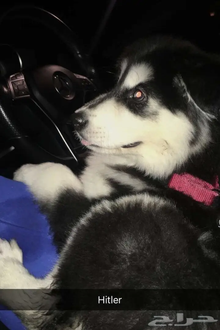 كلب للبيع  (image 4)