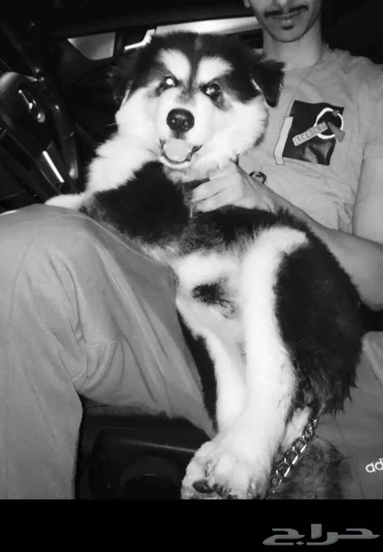 كلب للبيع  (image 1)