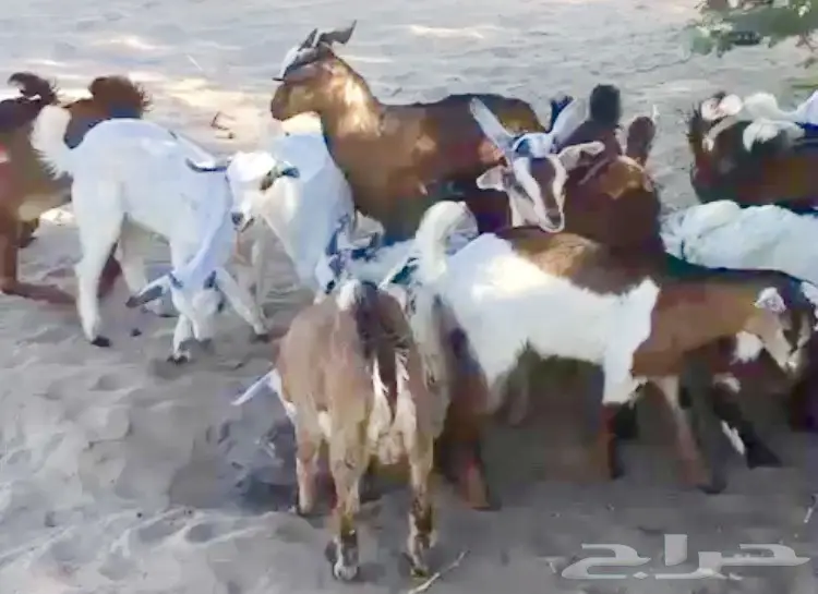 تيوس سمان بيشيات وحبص لبني (image 6)