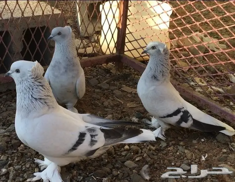 جوز وفرده ثلجيات غرر ملكية مذيلات top