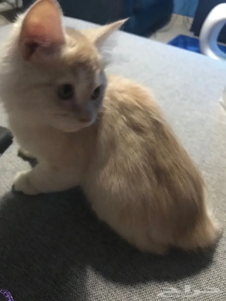 قط شيرازي امريكي منزلي نظيف للبيع (image 2)