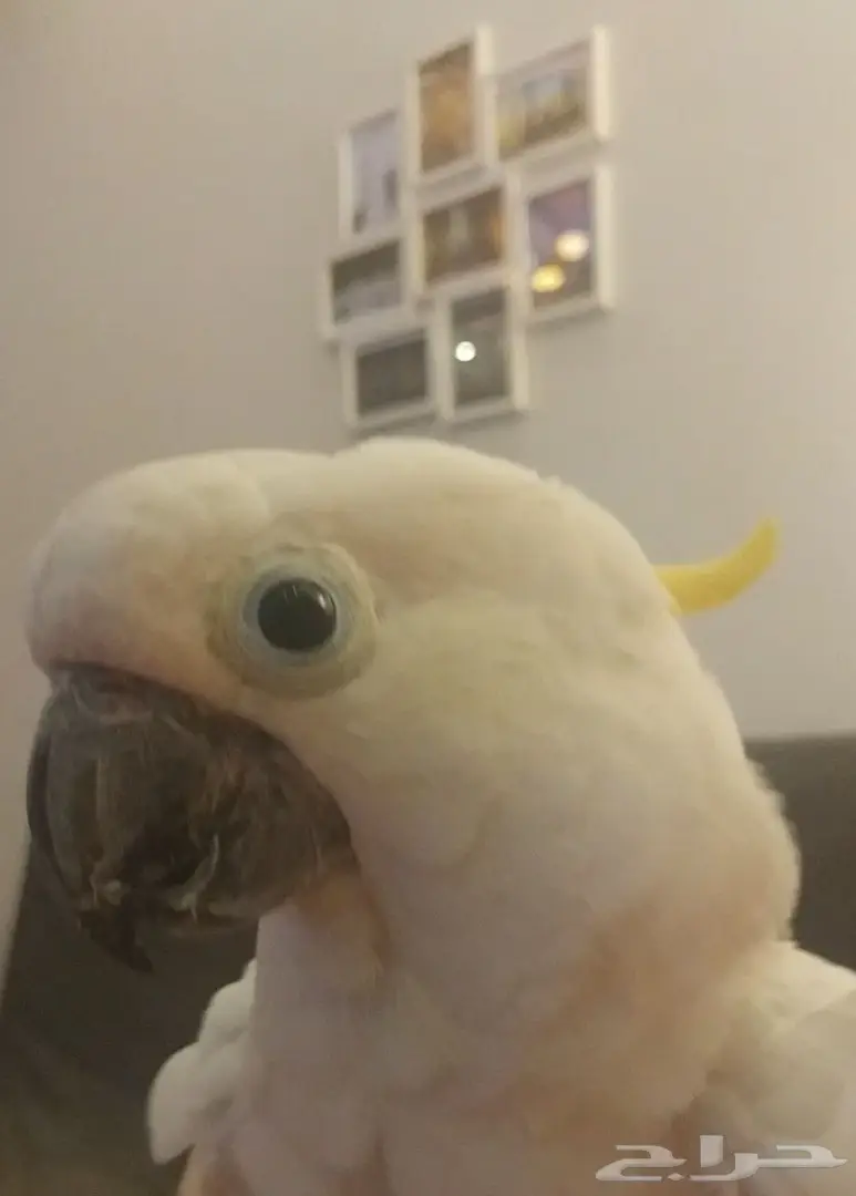 كوكاتو ترايتون متكلم و اليف جدا ويرقص  (image 4)
