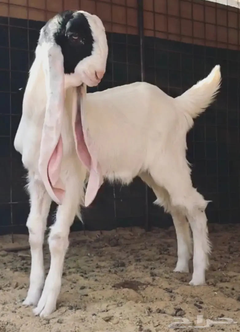 مشروع فحل فاخر (image 7)