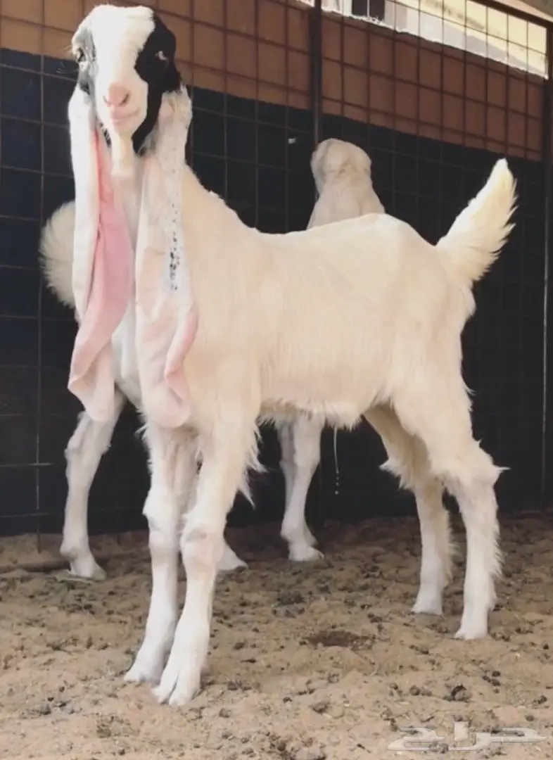 مشروع فحل فاخر (image 4)