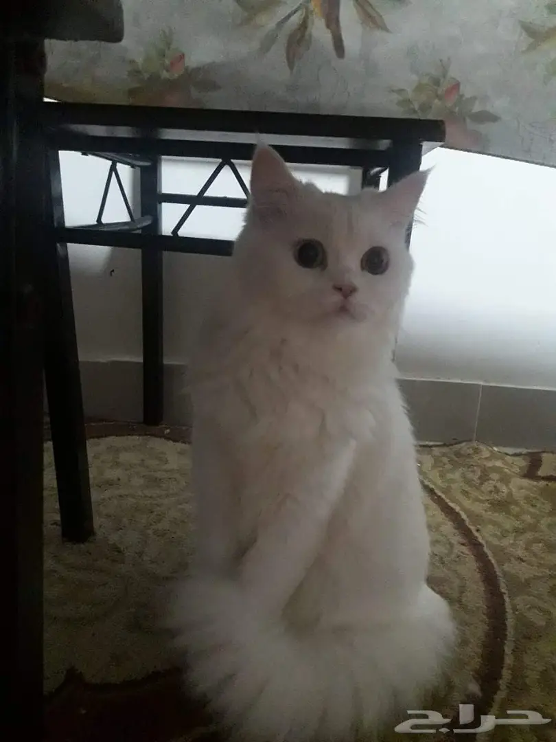 قطة شيرازي نظيفة جدا للتبني