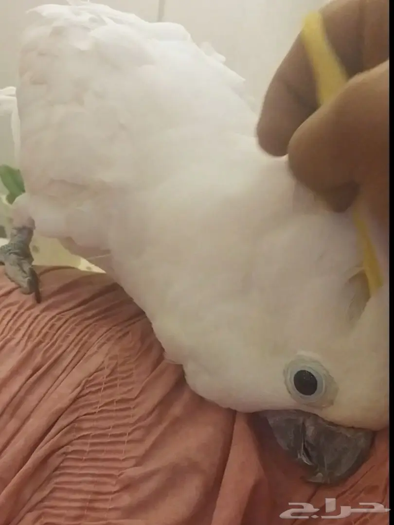 كوكاتو ترايتون متكلم و اليف جدا ويرقص  (image 3)