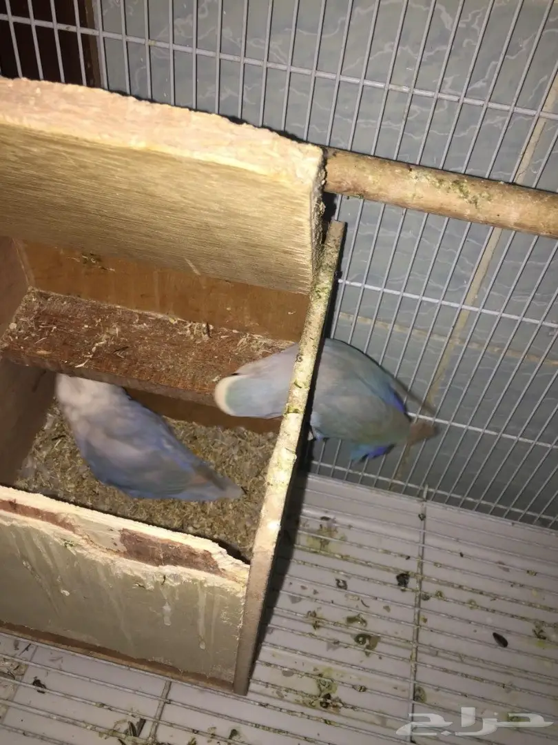 جوز روز معاه بيضتين  (image 4)