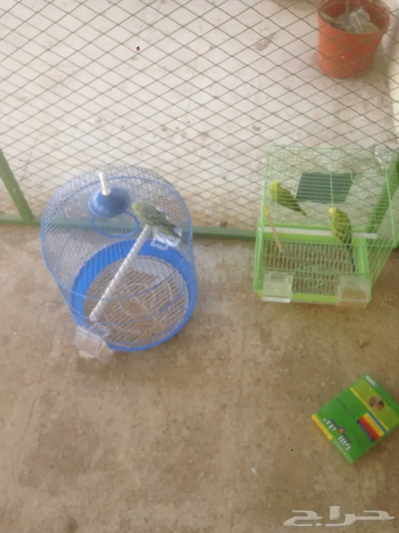 طيور بادجي عدد 4 فردات  (image 8)