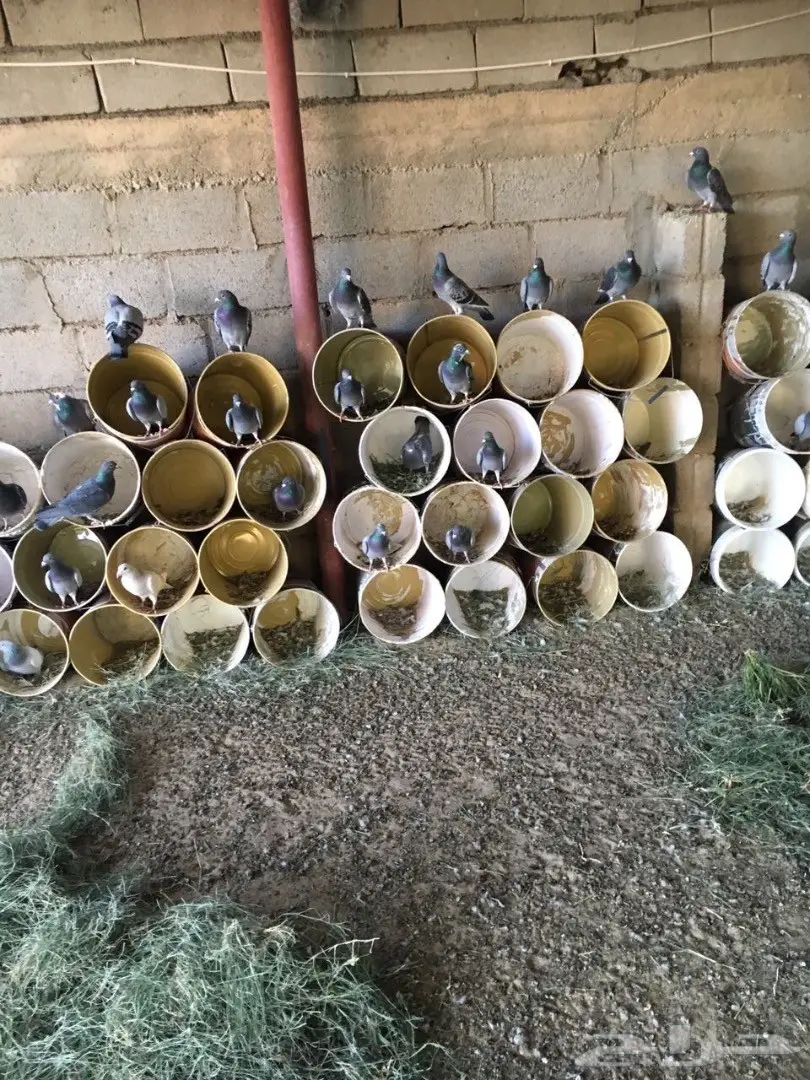 للبيع حمام زاجل (image 8)