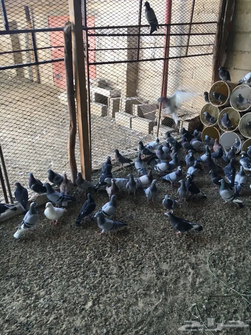 للبيع حمام زاجل (image 9)