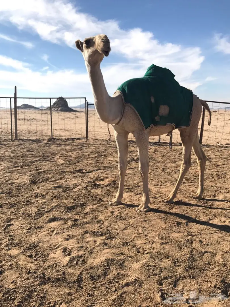 بكره مفروده كفو فرصة القناي