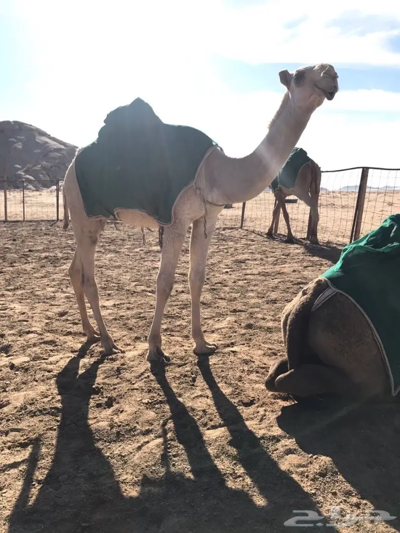 بكره مفروده كفو فرصة القناي (image 1)