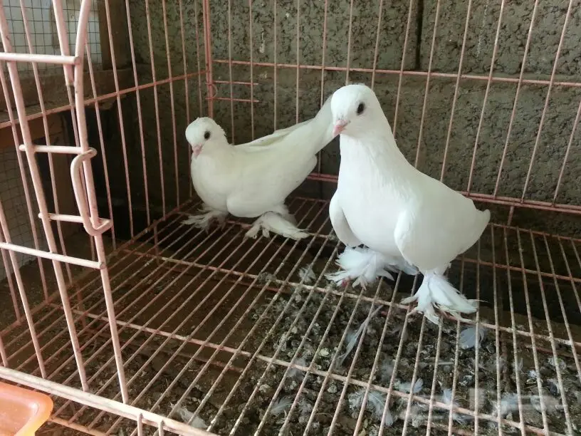 حمام للبيع (image 2)