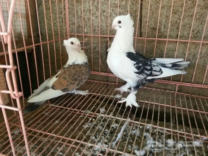 حمام للبيع (image 8)