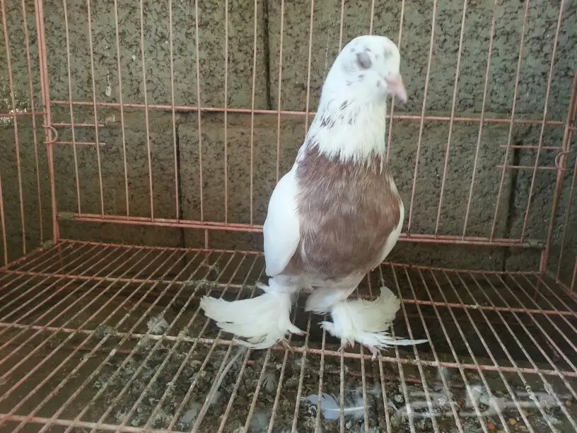 حمام للبيع (image 5)