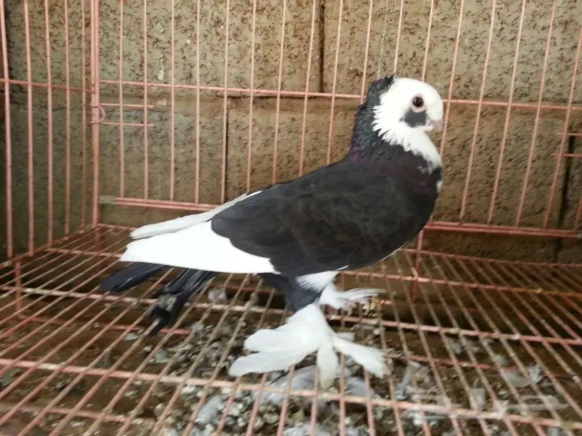 حمام للبيع (image 11)