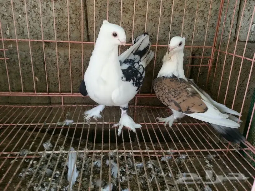 حمام للبيع (image 7)