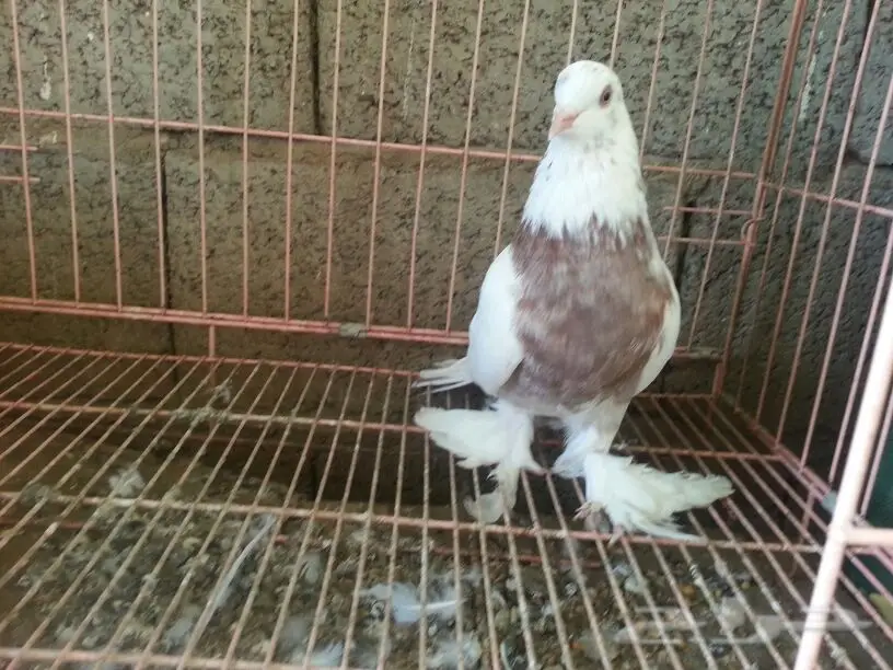 حمام للبيع (image 4)