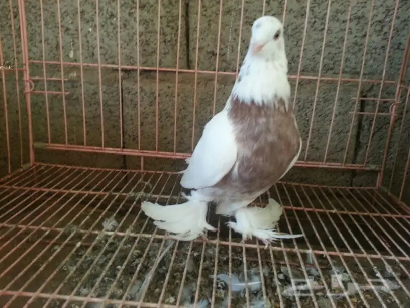 حمام للبيع (image 6)