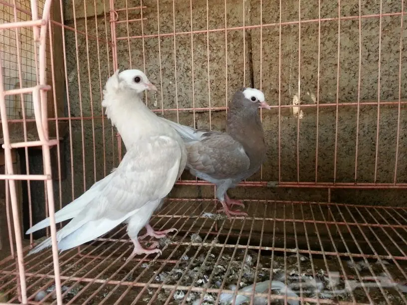 حمام للبيع (image 14)