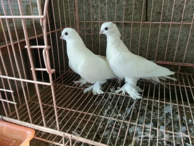 حمام للبيع (image 3)