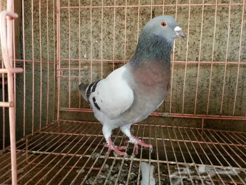 حمام للبيع (image 16)