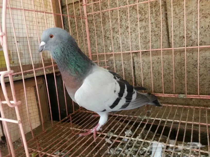 حمام للبيع (image 15)