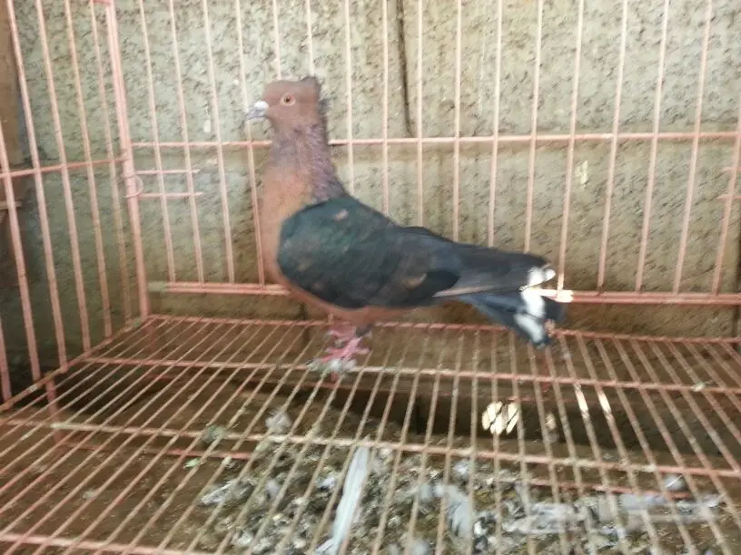 حمام للبيع (image 10)