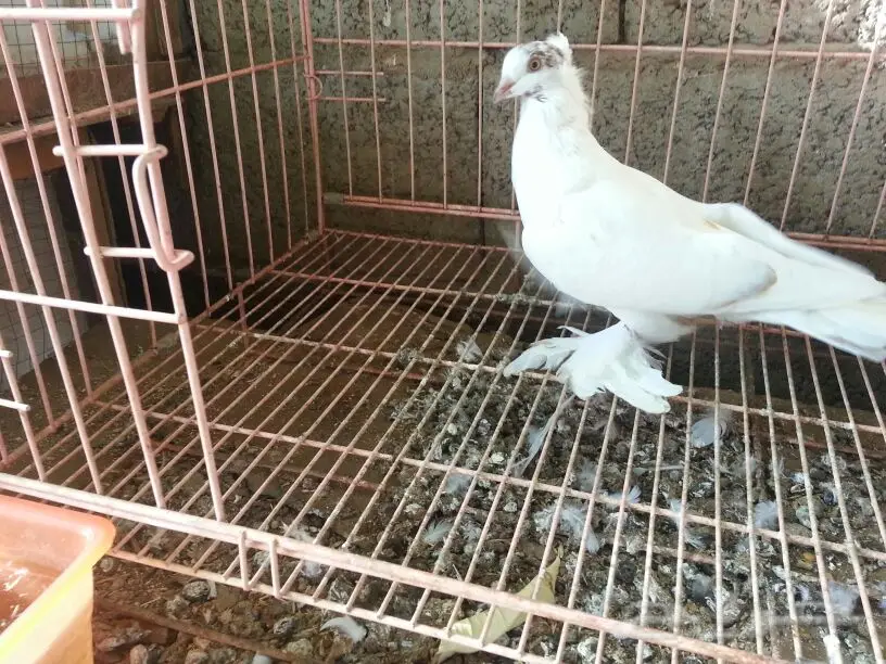 حمام للبيع (image 1)