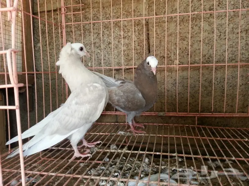 حمام للبيع (image 13)