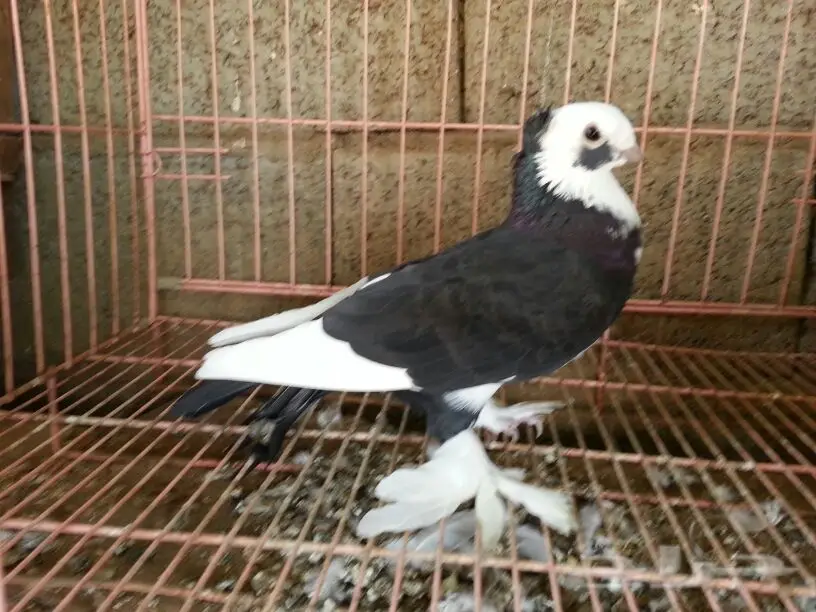 حمام للبيع (image 12)