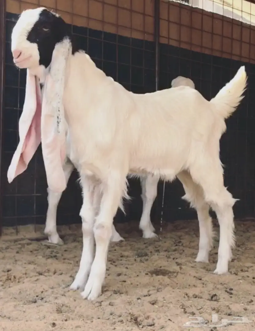 مشروع فحل فاخر (image 2)