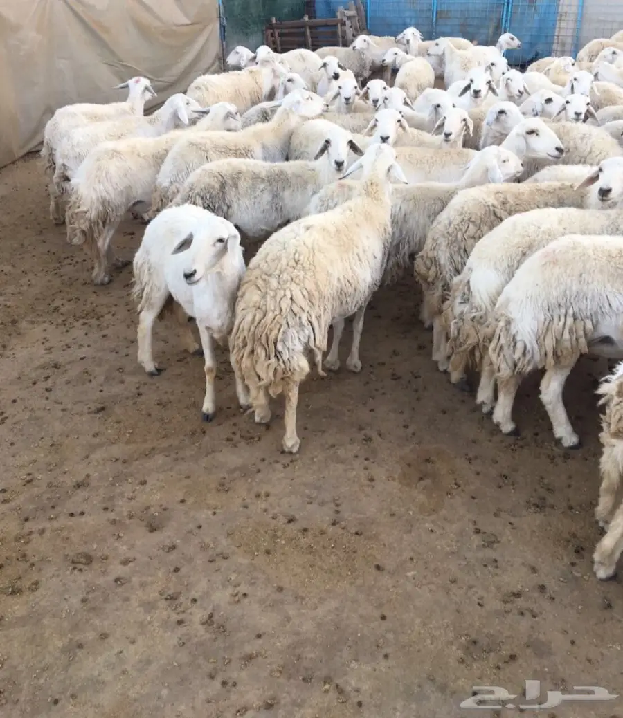 غنم مقاني   (image 1)