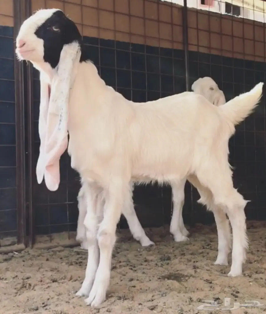 مشروع فحل فاخر (image 5)