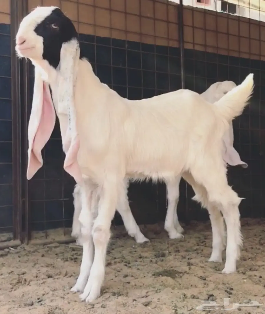 مشروع فحل فاخر (image 6)