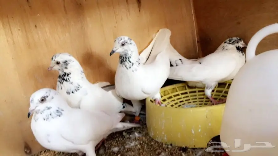 حمام جمله (image 2)