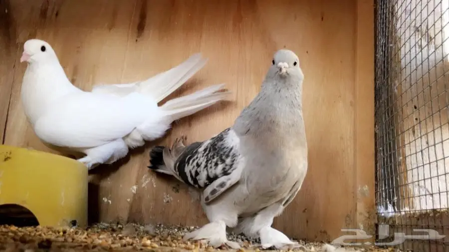 حمام جمله (image 4)