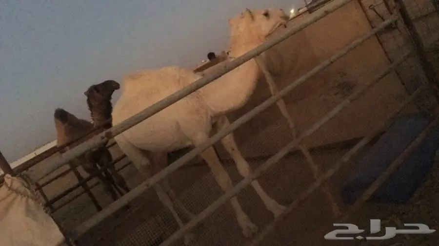 للبيع قعدان مفاريد ولقوات 