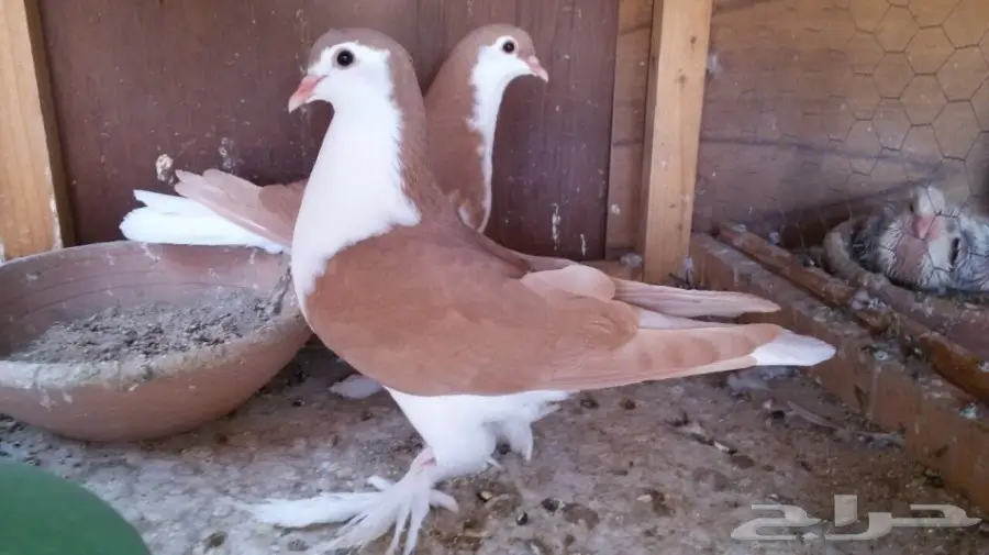 للبيع طبة اخوان شيرازي 