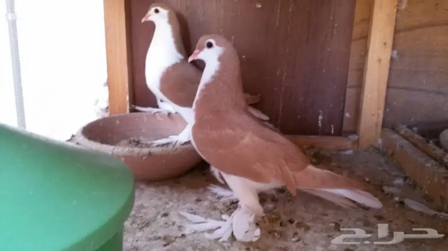 للبيع طبة اخوان شيرازي  (image 1)