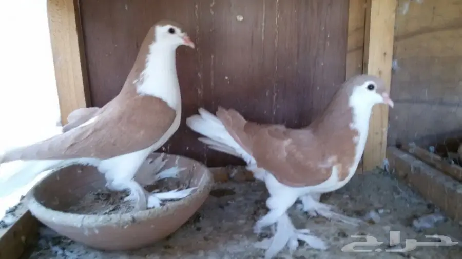 للبيع طبة اخوان شيرازي  (image 2)