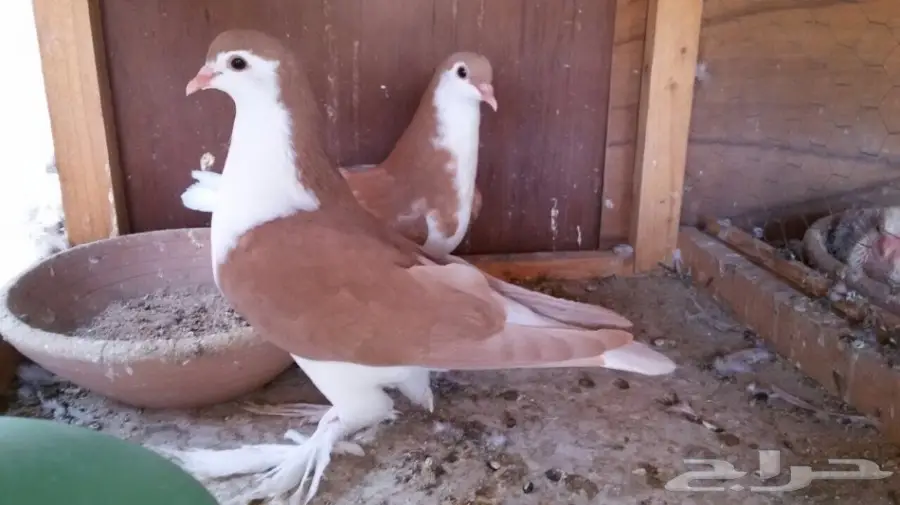 للبيع طبة اخوان شيرازي  (image 3)